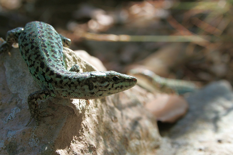2009-07-Croatia_2009-07-15 _ 15_59_14_IMG_9088.jpg - Jaszczurka na Mrcara.